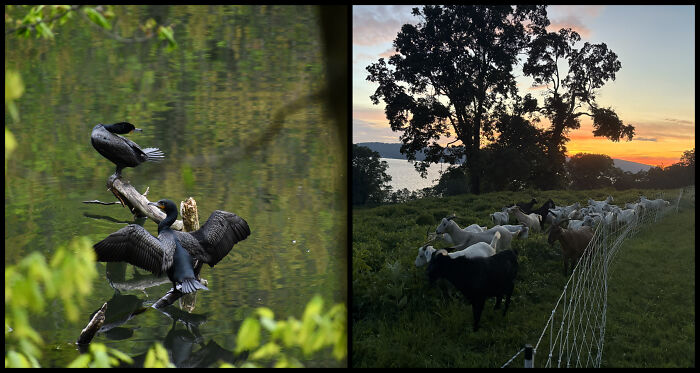 “Double-Crested Cormorants Drying Off” By Collin Sugrue & “Goats In Contrast” By Josh Dipaola