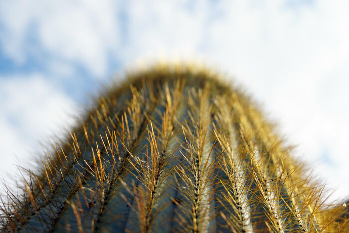 Close-up view of a cactus with sharp spines under a blue sky, illustrating weird and shocking things people did in public.