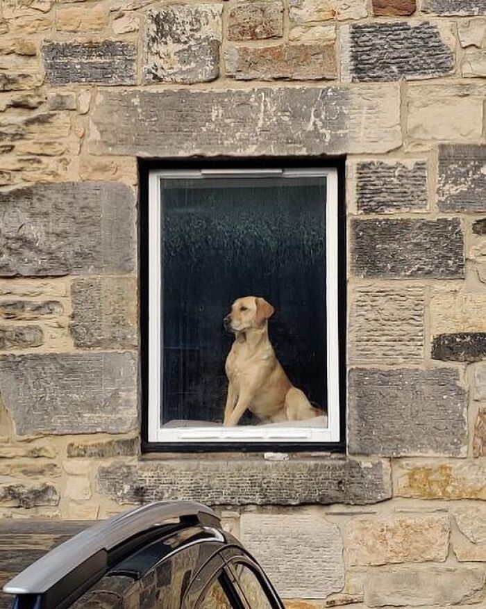 Adorable dog peeking out of a window in a stone wall house, looking outside on a cloudy day.