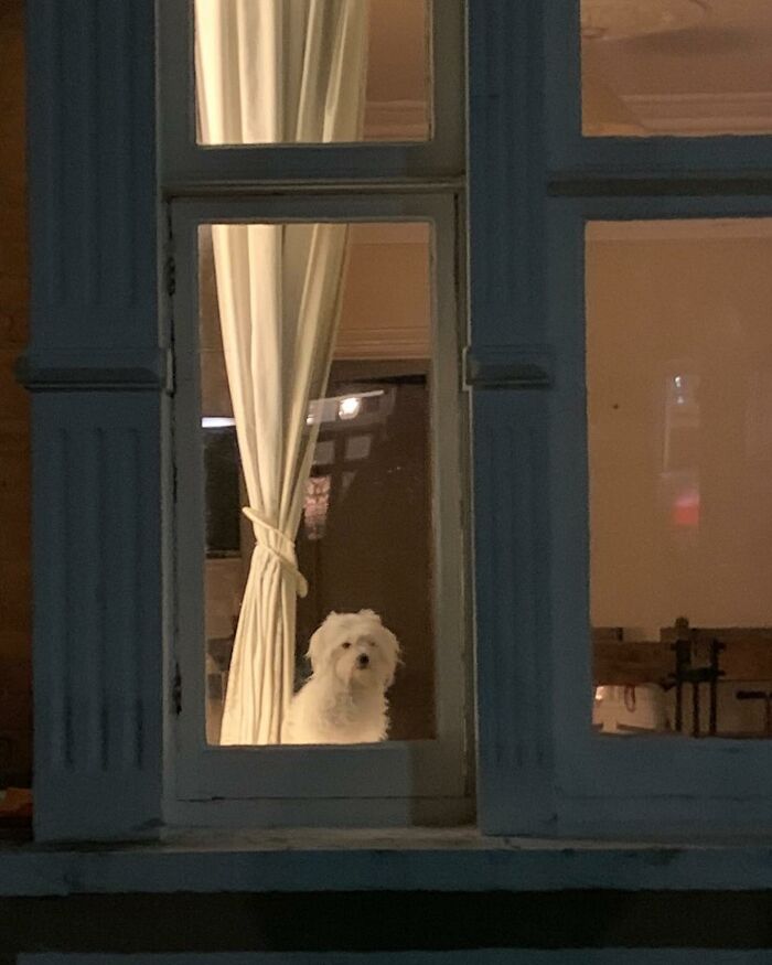 Small white dog caught peeking out of a window at night with cream-colored curtains inside the house.