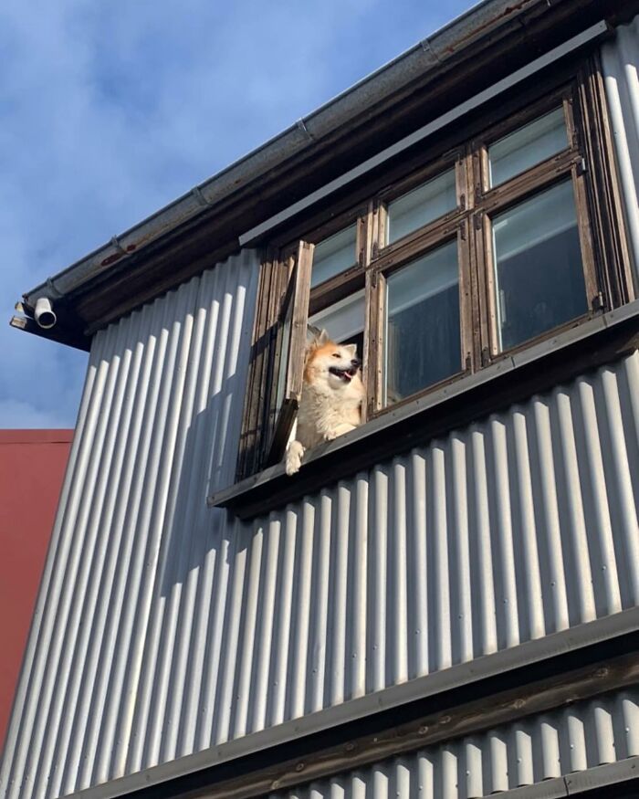 Adorable dog peeking out of an open wooden window on a corrugated metal building under a blue sky.