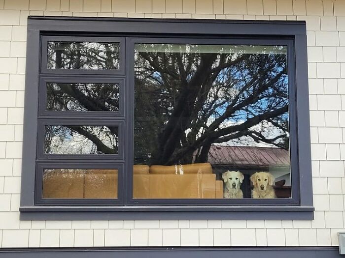 Two adorable dogs caught peeking out of a large window with tree reflections on the glass of a modern house.