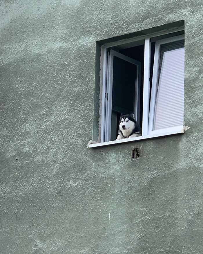 Husky dog caught peeking out of a window on a green textured wall, showcasing adorable dogs peeking out of windows.
