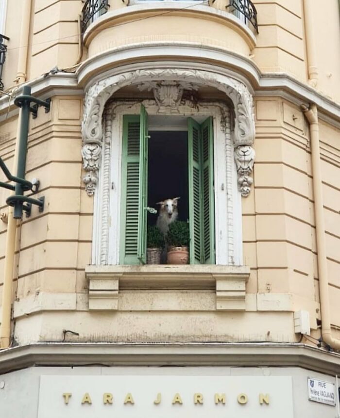 Small dog peeking out of an open green shuttered window in a decorative beige building facade.