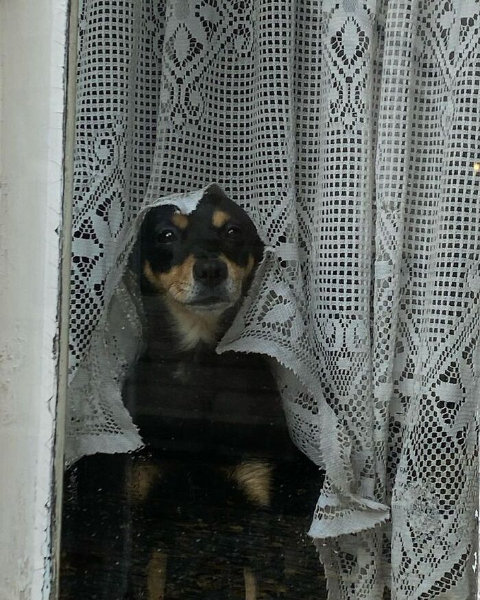 Small dog peeking out of a window through torn lace curtains, showing an adorable and curious expression.