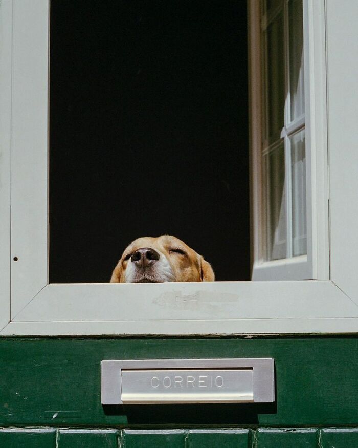 Adorable dog peeking out of a window with eyes closed, resting head on the windowsill on a sunny day.