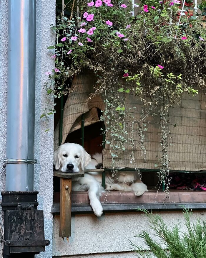 Golden retriever dog peeking out of a window surrounded by hanging plants and flowers outdoors.