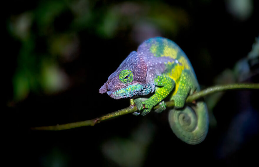 Close-up of a colorful chameleon on a branch demonstrating biomimicry in nature’s problem-solving designs.