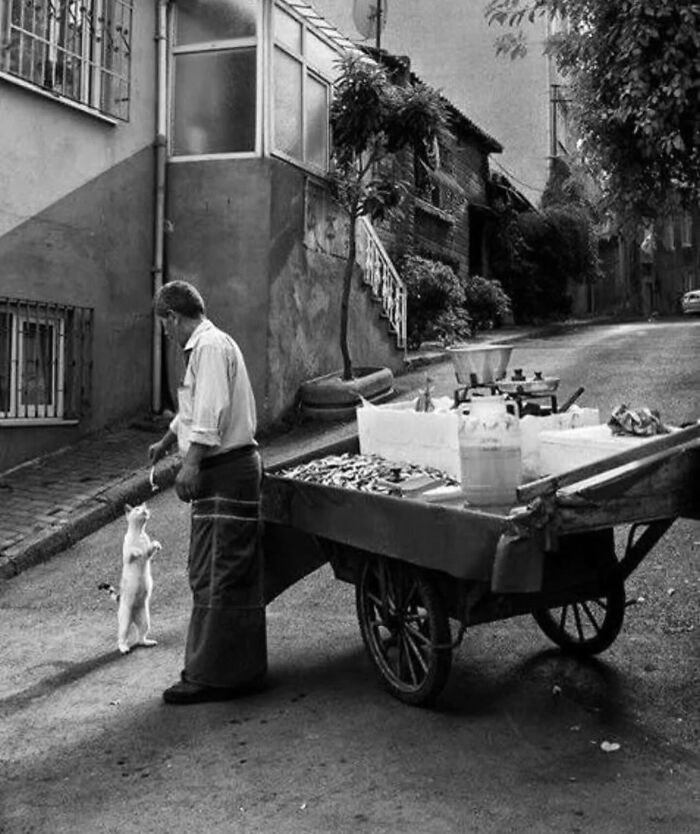 Man feeding a standing cat beside a street vendor cart in a quiet neighborhood, black and white street photo.