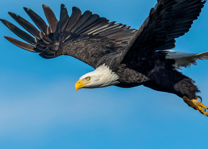 Bald eagle in mid-flight with wings spread wide against a clear blue sky, symbolizing wacky stories soaring high.