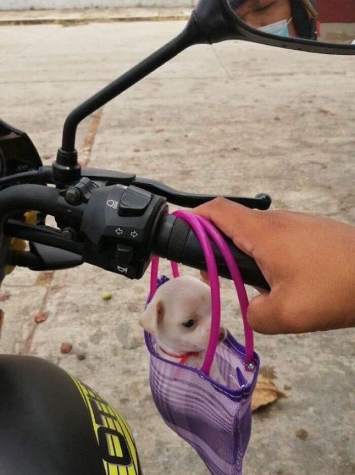 Small cute dog puppy sitting inside a purple bag hanging from a motorcycle handlebar held by a person’s hand.