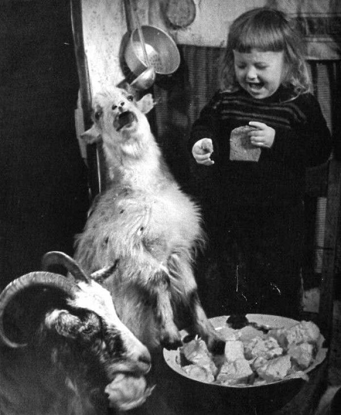 Old black and white photo of a child feeding bread to two goats, capturing an odd and creepy vintage moment.