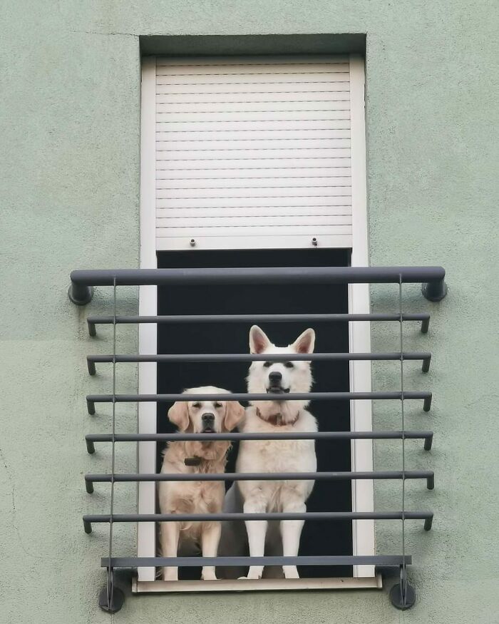 Two adorable dogs caught peeking out of a window behind a metal railing on a pale green building wall.
