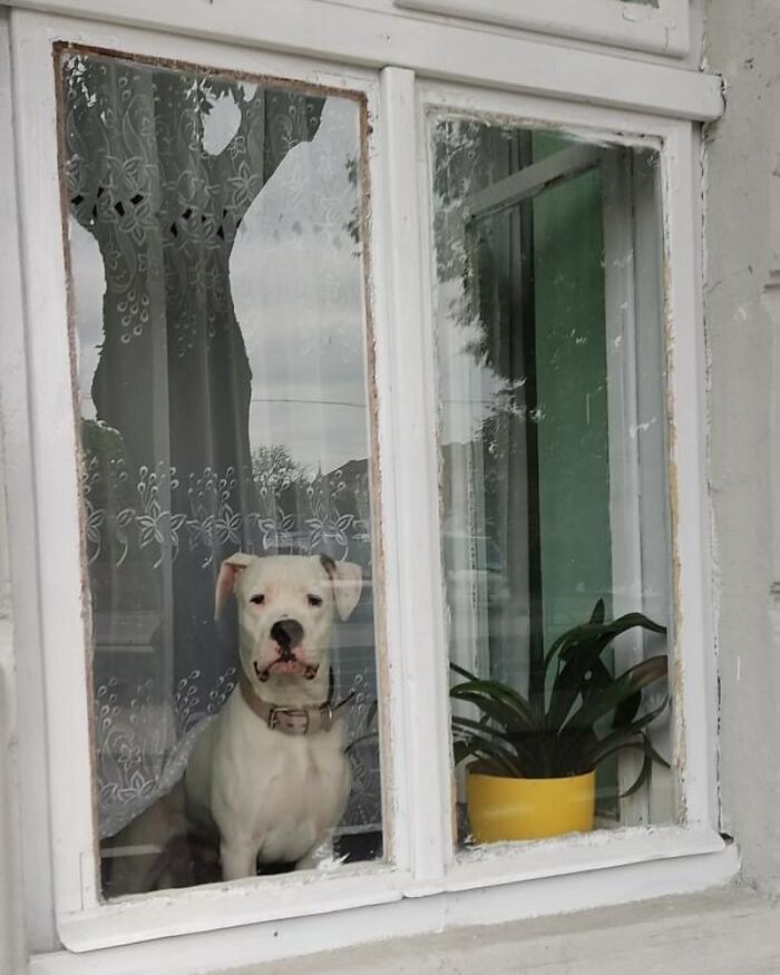 White dog peeking out of window behind lace curtain next to a yellow potted plant, showcasing adorable dogs in windows.