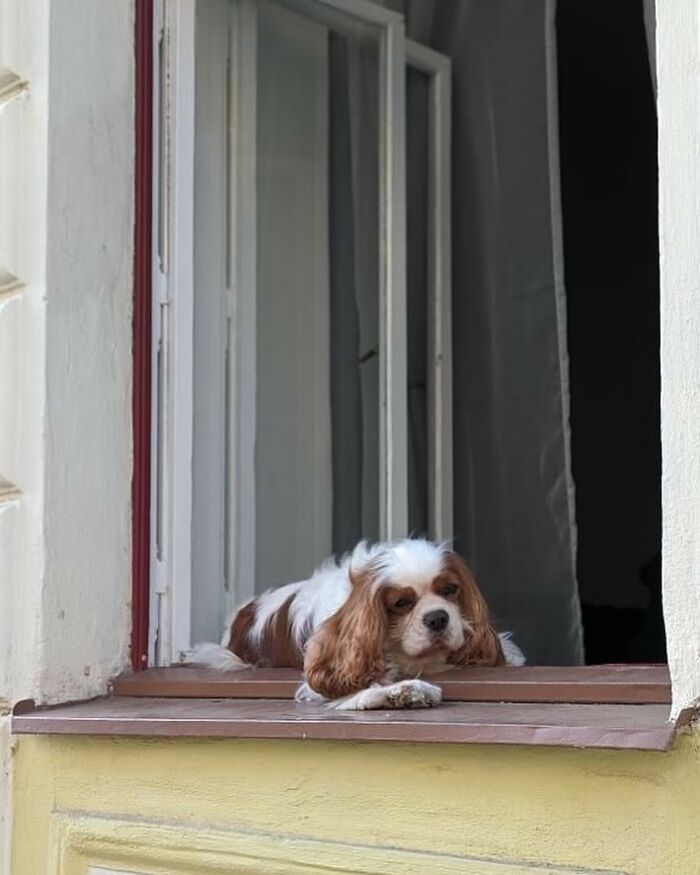 Brown and white dog caught peeking out of a window, resting its head on the windowsill in a cozy home setting.