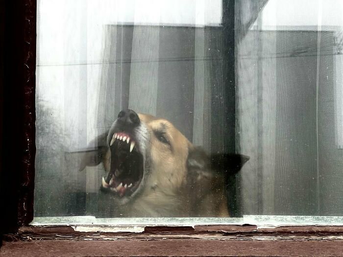 Dog caught peeking out of a window with mouth open, showing teeth behind a sheer curtain on a rainy day.