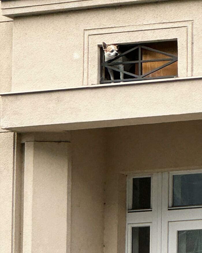 Small dog peeking out of a window on a beige building, showing adorable dogs caught peeking out of windows.