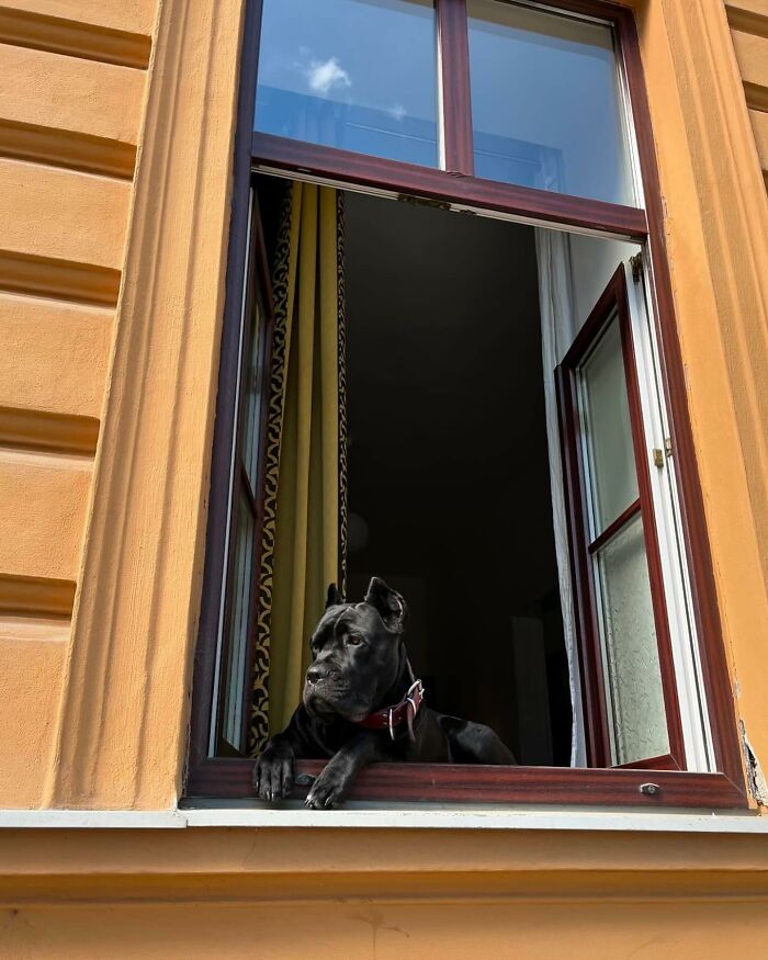 Black dog peeking out of an open window of a mustard-colored building on a sunny day, showcasing adorable dogs by a window.