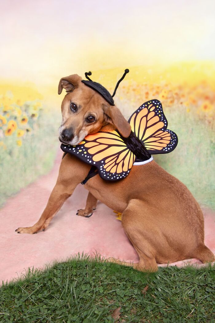 Senior dog dressed as a butterfly posing outdoors in a colorful field, showcasing heartwarming moments of golden residents.