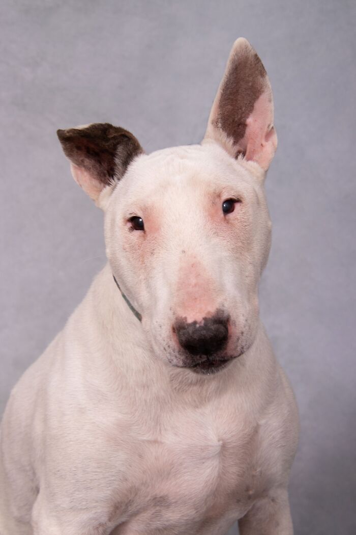 Senior dog with white fur and dark ears posing against a neutral background at a sanctuary for senior dogs.