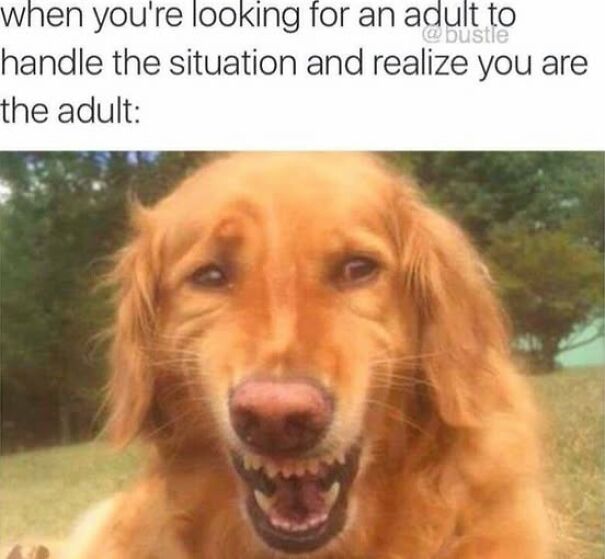 Golden retriever making a funny face meme about relatable moments hitting way too close to home.