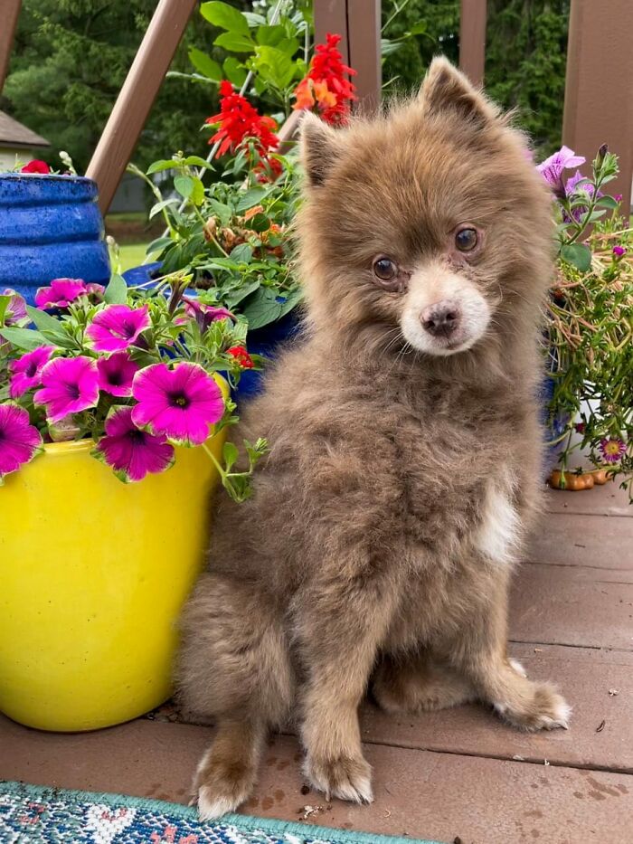 Fluffy senior dog sitting next to colorful flower pots at a sanctuary for senior dogs golden residents