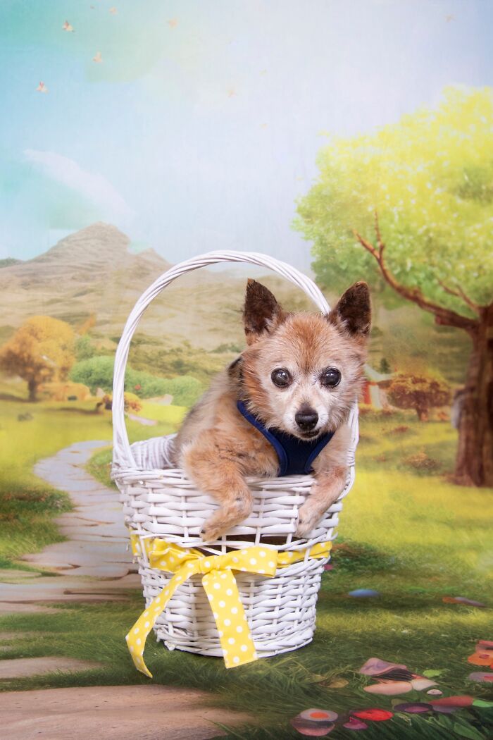 Senior dog sitting in a white basket with a yellow ribbon in a bright, scenic outdoor setting at a dog sanctuary.