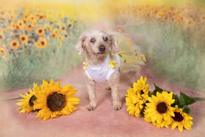 Senior dog wearing a yellow butterfly costume surrounded by sunflowers at a sanctuary for senior dogs.