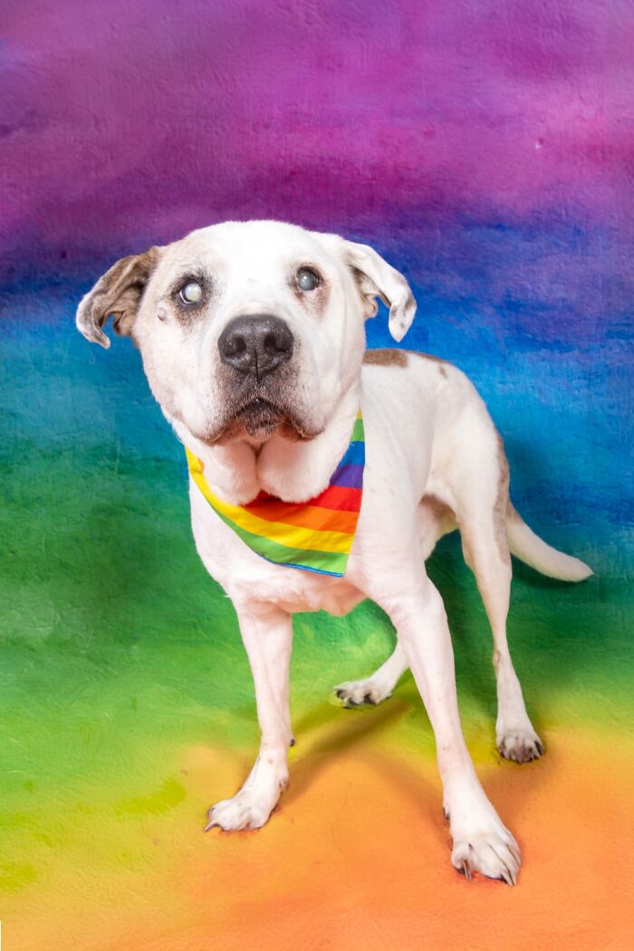 Senior dog with cloudy eyes wearing a rainbow bandana standing against a colorful painted wall at a dog sanctuary.