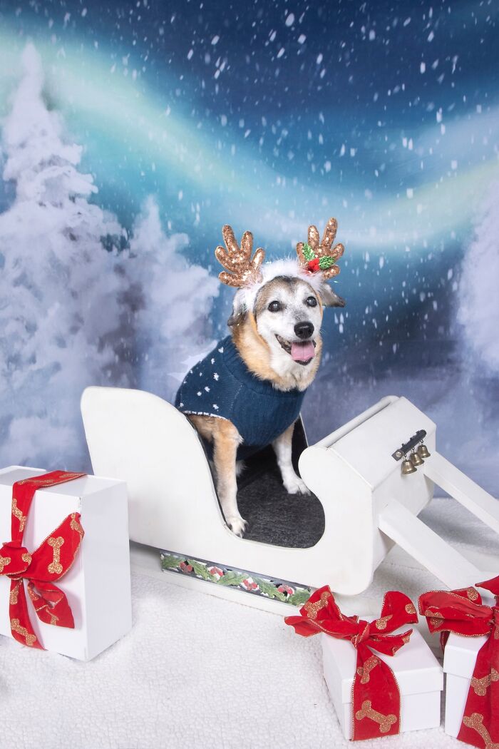 Senior dog wearing reindeer antlers and sweater, sitting in a sleigh surrounded by wrapped gifts in a snowy setting.