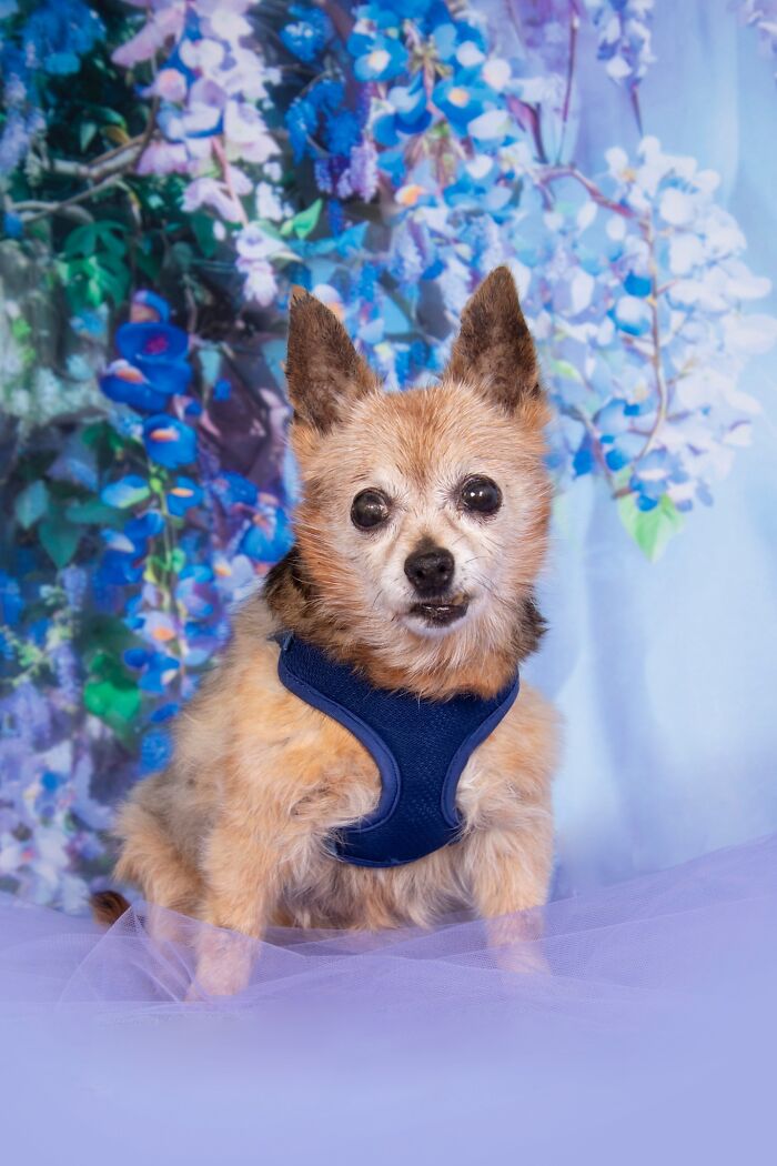 Senior dog wearing a blue harness poses in front of a floral backdrop at a sanctuary for golden residents.