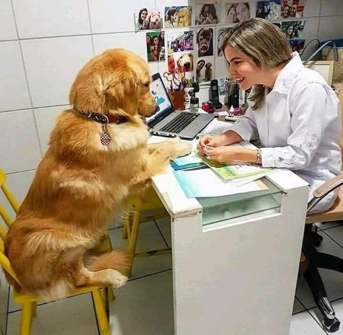 Golden retriever sitting on a chair with paws on a desk, engaging with a smiling woman in a cute dog photo.