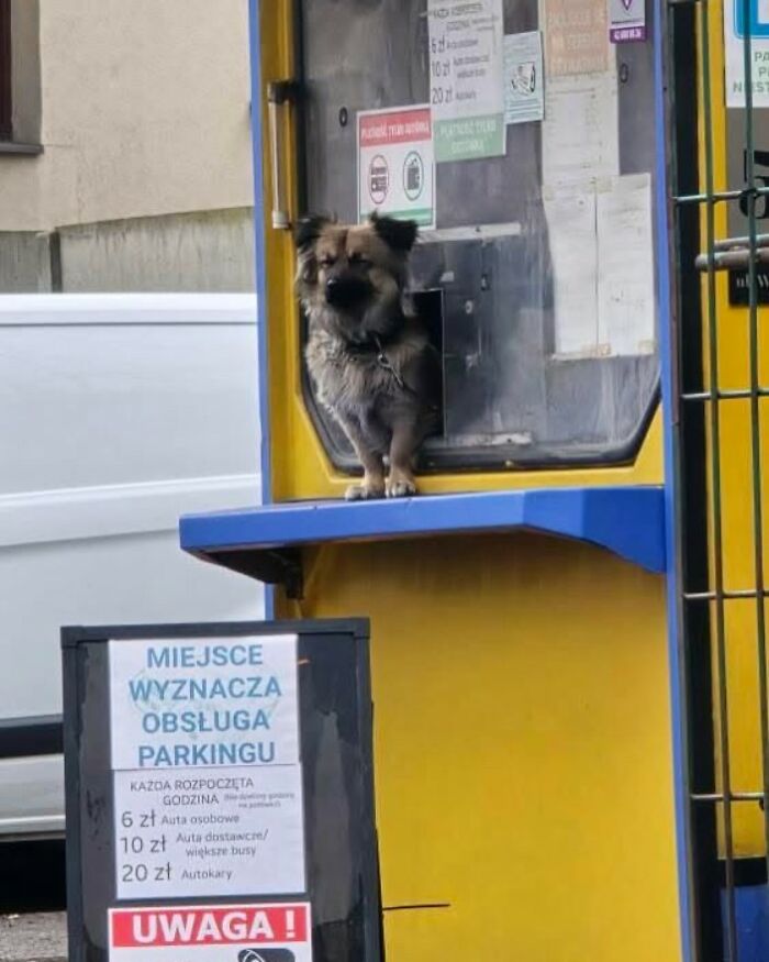 Small adorable dog caught peeking out of a yellow parking booth window on the street.