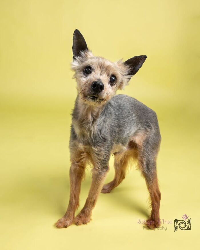 Senior dog with gray and tan fur standing on a yellow background, showcasing the golden residents at a sanctuary.