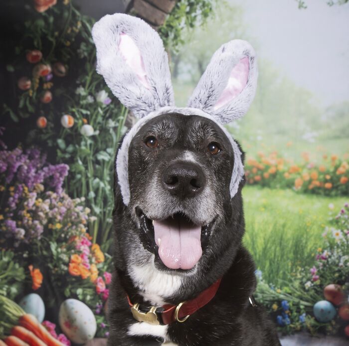 Senior dog wearing bunny ears, smiling in a colorful garden setting at a sanctuary for senior dogs.