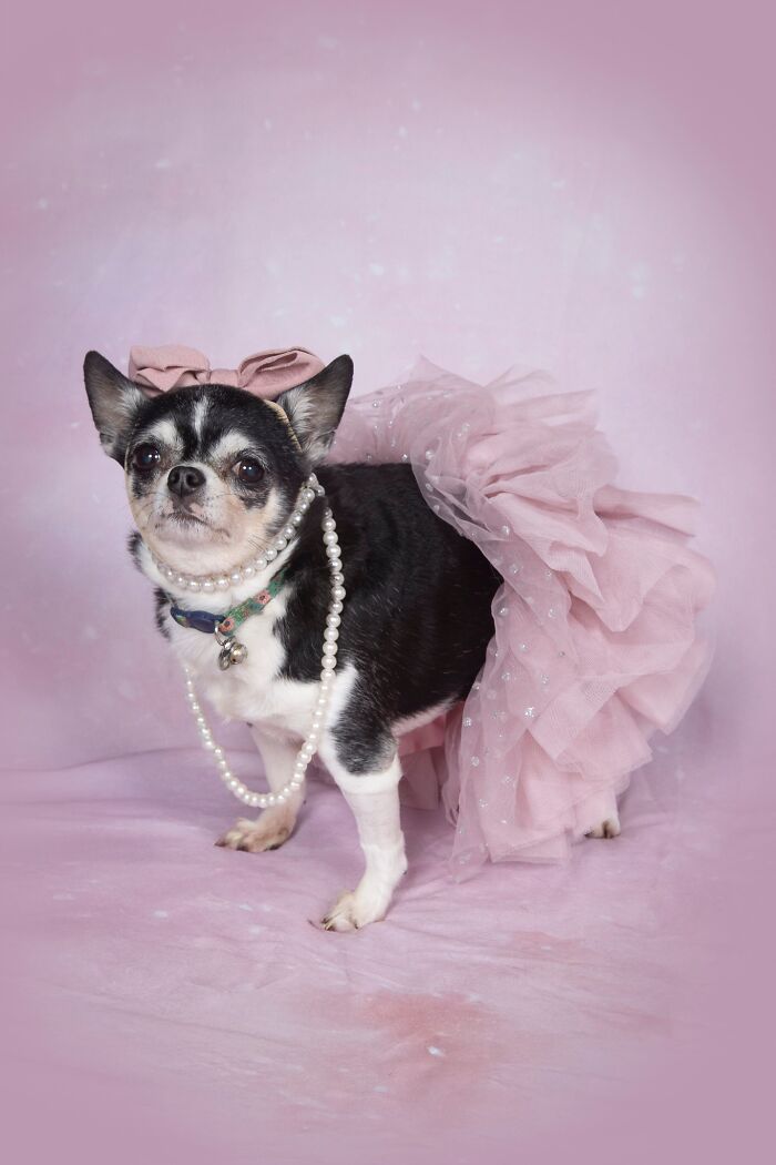 Senior dog dressed in a pink tutu and pearl necklace posing against a soft pink background at a senior dog sanctuary.