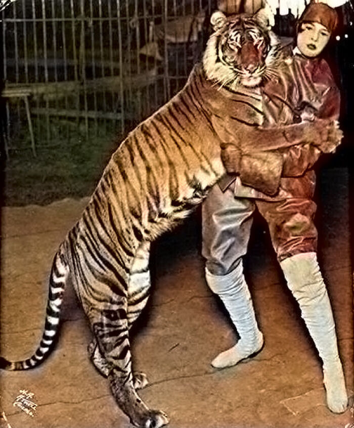 The Bali Tiger