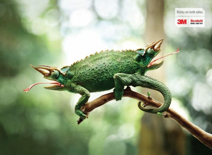 Creative print advertisement showing a two-headed chameleon using humor to highlight 3M Scotch tape’s double-sided stickiness.