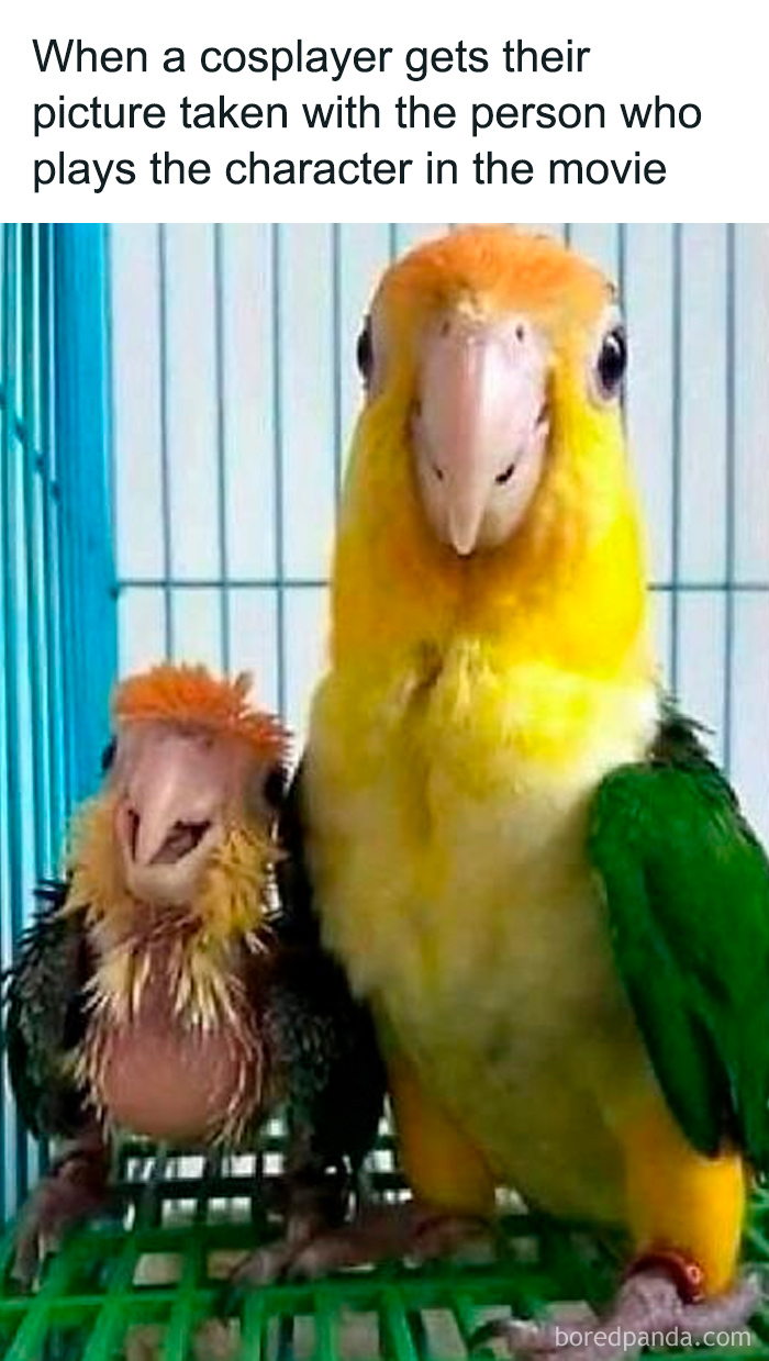 Funny animal meme showing two birds side by side, humorously captioned about cosplay and movie characters.