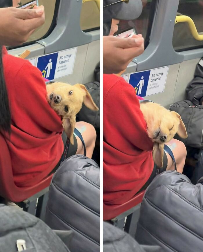 Small dog peeking out then resting in a red hoodie on public transport, capturing hilarious moments caught on camera.