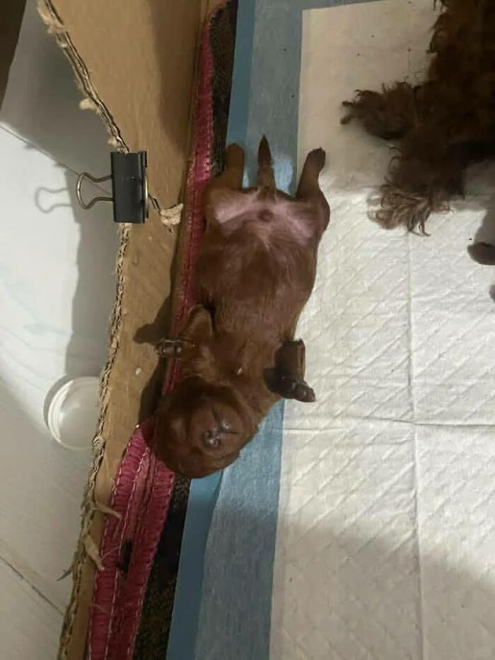Cute brown puppy lying on its back on a blanket, one of the funny and cute dog photos to make you smile today