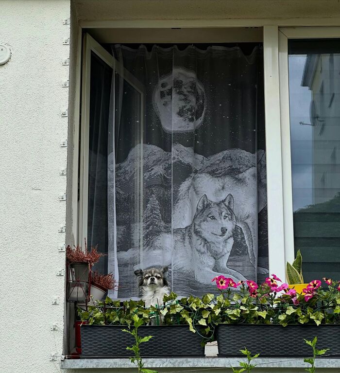 Small dog peeking out of a window adorned with floral plants and a wolf-themed curtain backdrop.