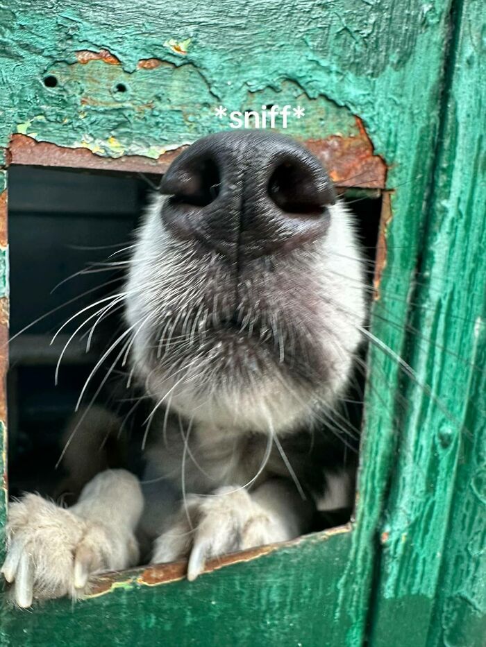 Close-up of a cute dog sniffing through a green wooden door with paws visible and a playful expression.