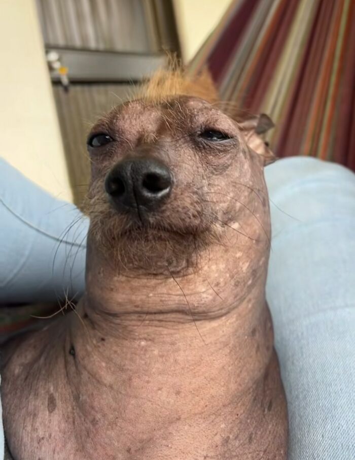 Hairless dog with a quirky expression sitting between legs, one tuft of hair on head, funny and cute dog photo.