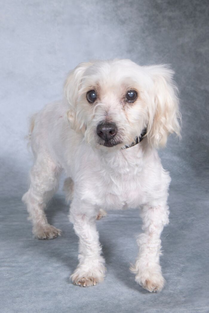 Senior dog with white fur and cloudy eyes standing against a gray backdrop in a sanctuary for senior dogs.