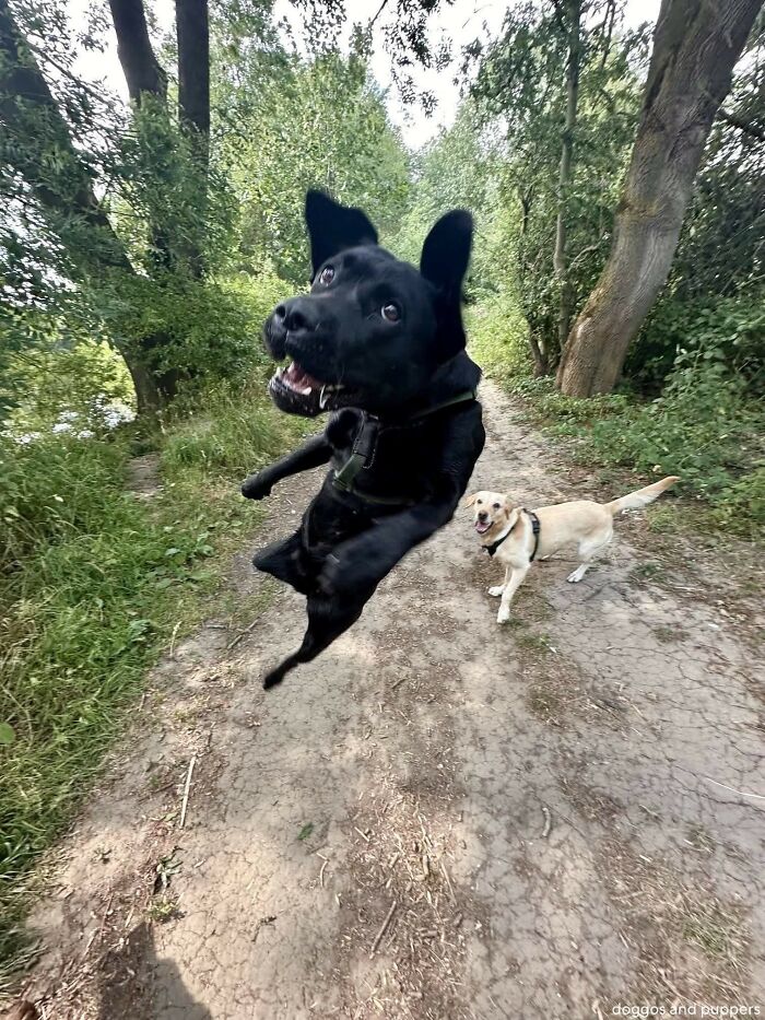 Black dog mid-jump with playful expression on a forest path, accompanied by a smiling yellow dog, funny and cute dog photo.
