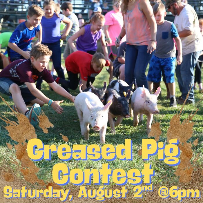Children chasing pigs in a greased pig contest, one of the strange traditions from around the world.