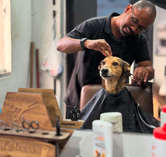 Dog getting a haircut at a barber, showcasing one of the funny and cute dog photos that might make you smile today.