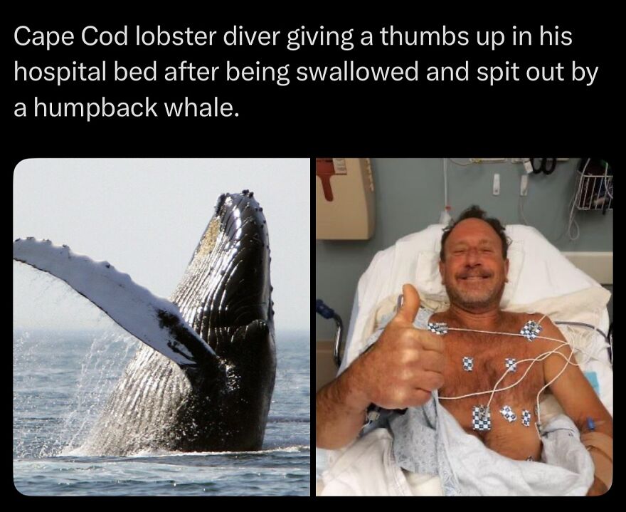 Cape Cod lobster diver giving thumbs up in hospital bed after being swallowed and spit out by humpback whale, scary fact.