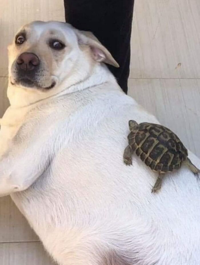 White dog lying down with a small turtle on its back, showing a funny and cute dog photo that might make you smile.